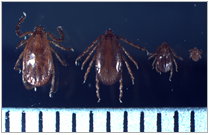 작은소피참진드기암컷, 수컷, 약충, 유충 순서(눈금한칸: 1mm)