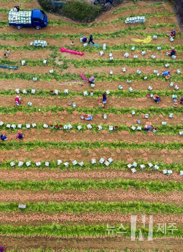 제주시 구좌읍 한동리에서 농민들이 당근을 수확하는 풍경