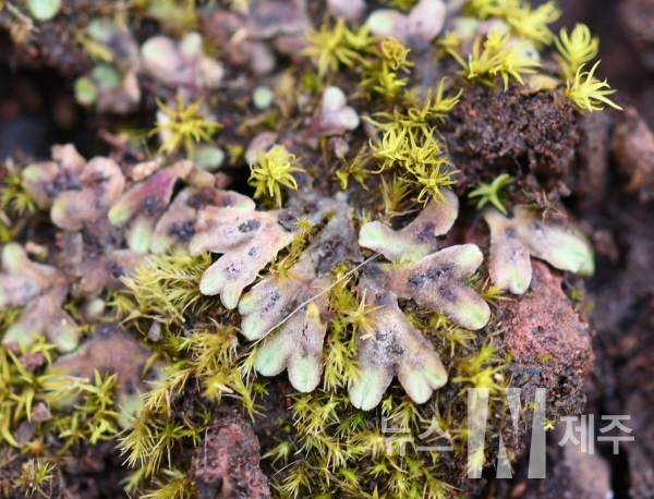털밭둥근이끼(Riccia beyrichiana Hampe ex Lehm.)와 돌밭둥근이끼(Riccia bifurca Hoffm.)
