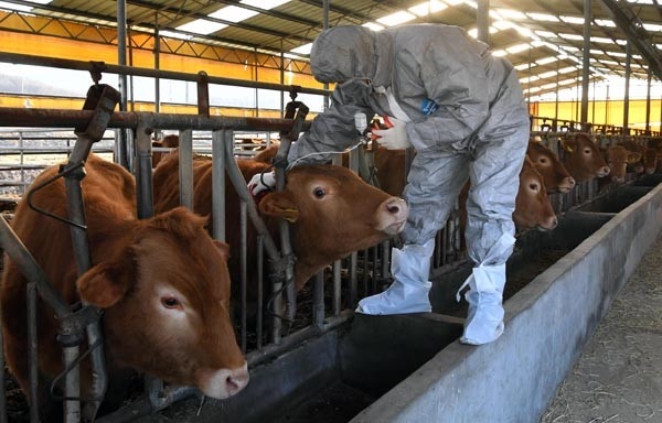 서귀포시는 관내 사육중인 소․돼지․염소 등 우제류 가축에 대한 2020년 상반기 구제역 일제접종을 3. 30~4. 20일(22일간)까지 추진한다고 밝혔다.