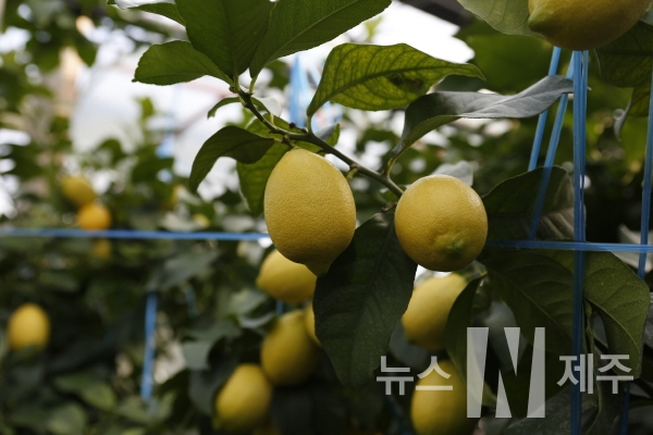제주특별자치도농업기술원 동부농업기술센터(소장 김성배)는 동부지역에서 생산된 레몬이 지난 15일 도내 하나로마트에 첫 출하된 것을 시작으로 이달 하순부터는 본격 출하될 것으로 전망한다.
