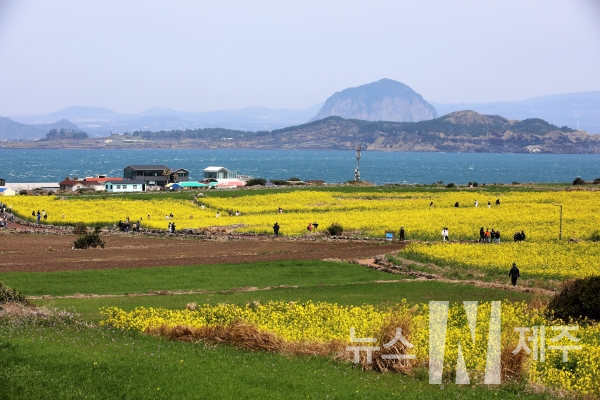 봄기운이 완전해진다는 절기 '춘분(春分)'이 하루 지난 22일 서귀포시 대정읍 가파도에는 노란 유채꽃 물결로 온 섬이 뒤덮여 상춘객들을 맞이하고 있다.