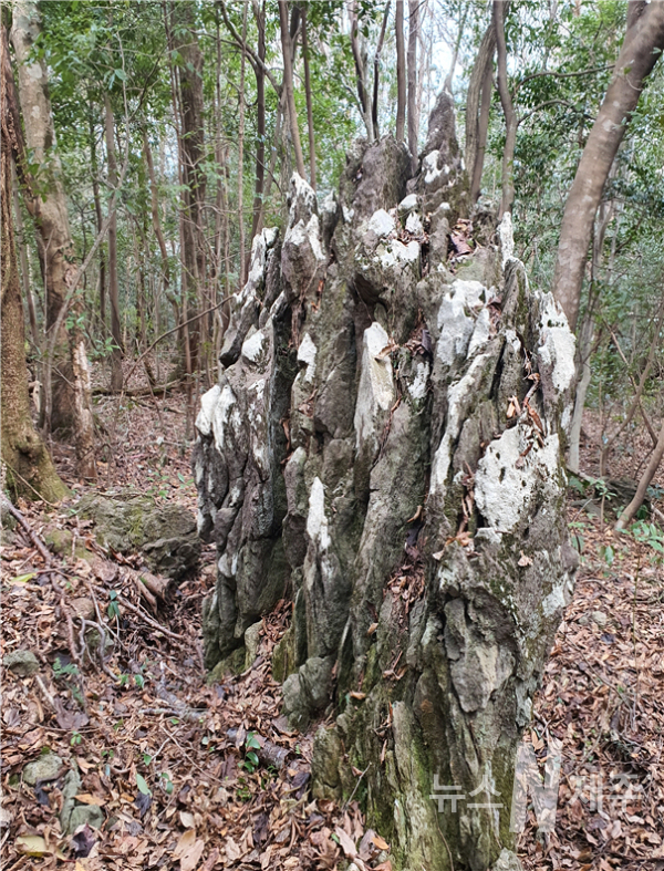 난대아열대산림연구소 산하 한남연구소 시험림 자연석(현무암) 특수절도범 3명 검거 구속