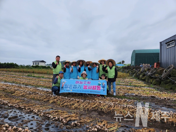 NH농협은행 남문지점·제주이주여성상담소 마늘수확 일손돕기 봉사 동참