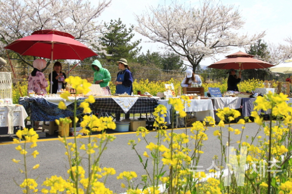 서귀포시, 2024 서귀포유채꽃축제 개최(r가시리 녹산로)
