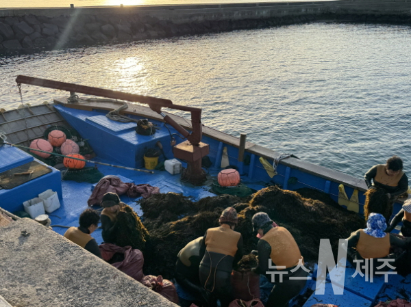 [포토]모자반의 계절...오조리 해녀들, 바다의 선물을 체취로 분부한 모습