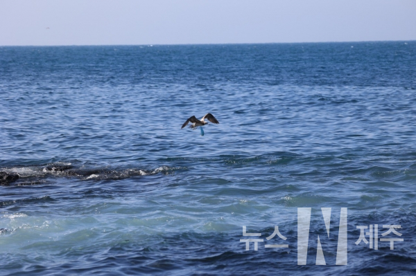 핫핑크돌핀스는 15일 대정읍 해안가 일대 제주 남방큰돌고래 서식지 모니터링 도중 일회용 마스크가 몸에 걸린 갈매기를 발견했다(사진=핫핑크돌핀스)