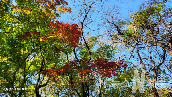 가을 단풍(사진-=현상석)